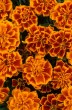 marigold_bonanza_flame