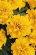 marigold_bonanza_gold