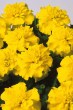 marigold_bonanza_yellow