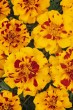 marigold_durango_bolero