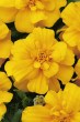 marigold_durango_gold