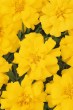 marigold_durango_yellow