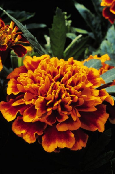 marigold_janie_flame