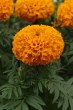 marigold_taishan_orange