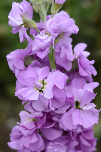 mathiola_column_lilac_lavender.jpg