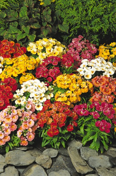 nemesia_sundrops_mix