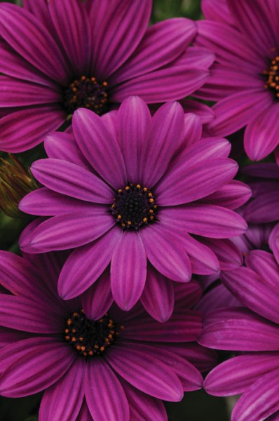 osteospermum_akila_purple