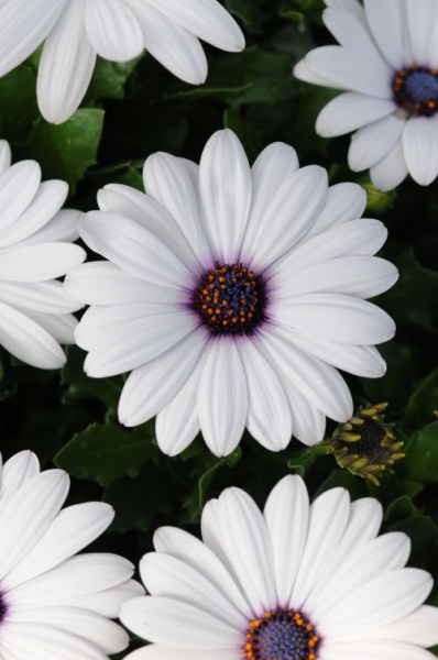 osteospermum_akila_white