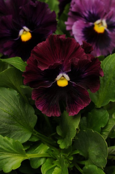 pansy_fizzle_siizle_burgundy