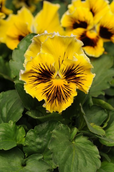 pansy_fizzle_siizle_yellow