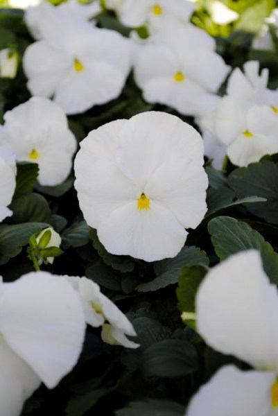 pansy_promise_pure_white