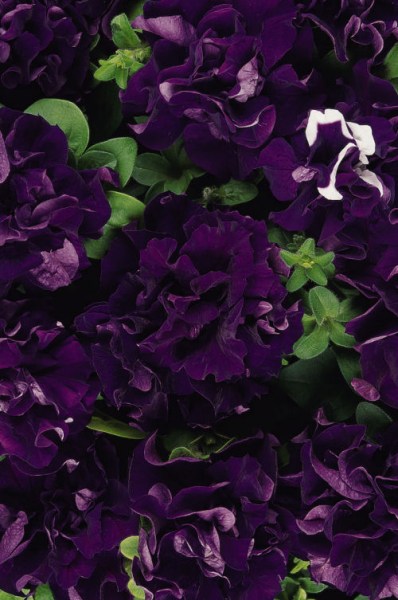 petunia_double_cascade_blue