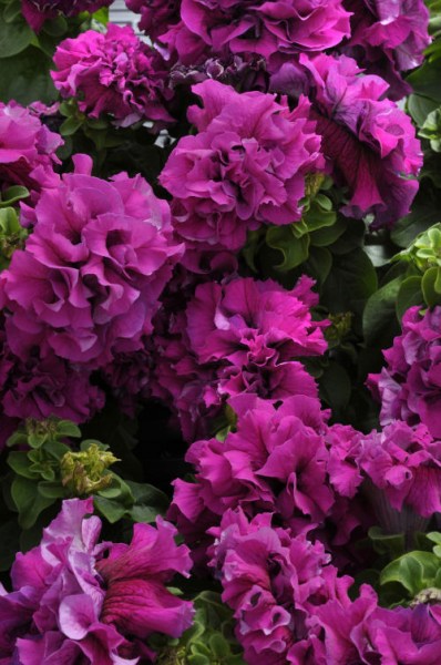 petunia_double_cascade_burgundy