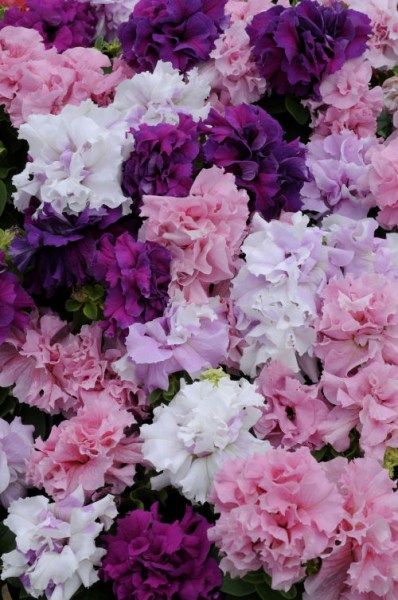 petunia_double_cascade_mix