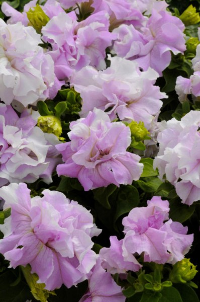 petunia_double_cascade_orchid_mist