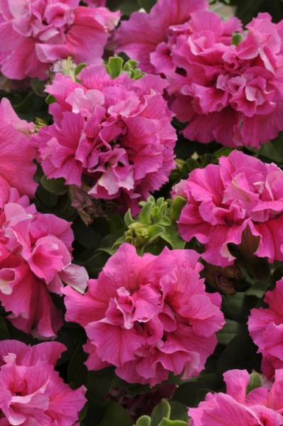 petunia_double_cascade_pink