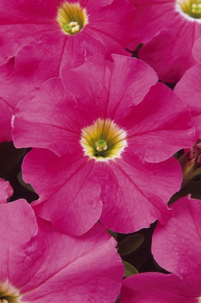 petunia_dreams_pink