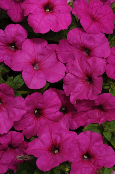 petunia_easy_wave_neon_rose