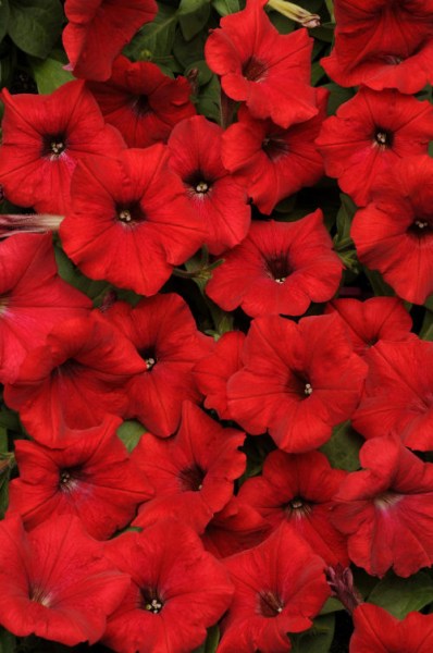 petunia_easy_wave_red