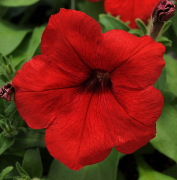 petunia_lo_rider_red