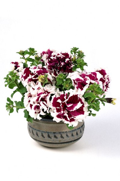 petunia_pirouette_purple2