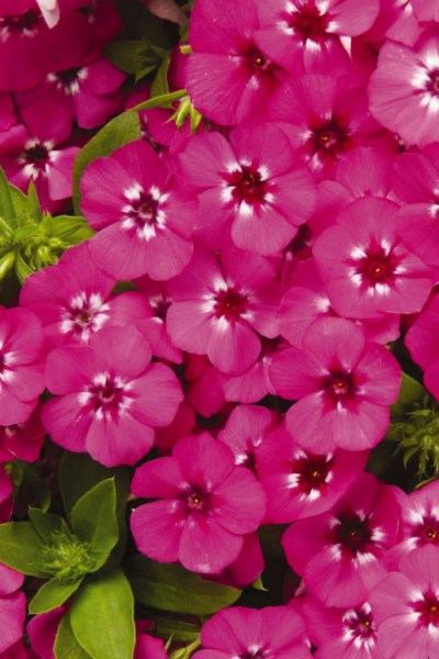 phlox_21th_century_pink