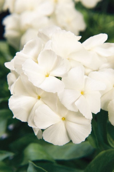 phlox_21th_century_white