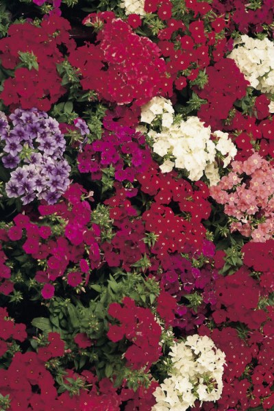 phlox_ethnie_mixture