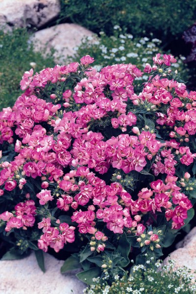 phlox_promise_lilac