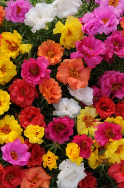 portulaca_happy_hour_mix