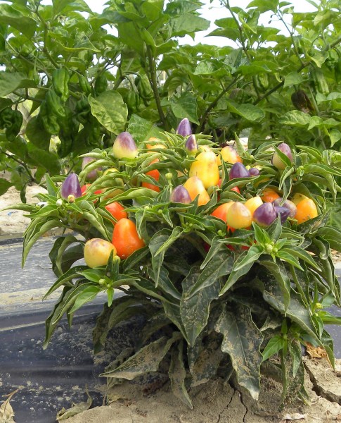 paprika pyramid.jpg