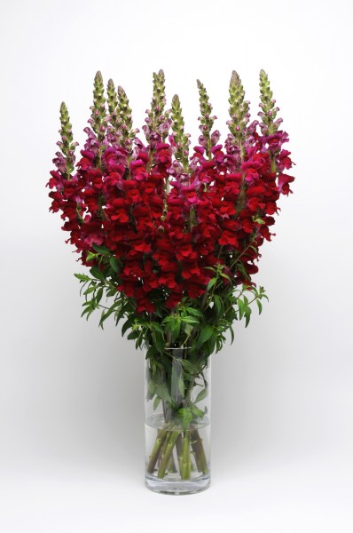 snapdragon_maryland_red.jpg