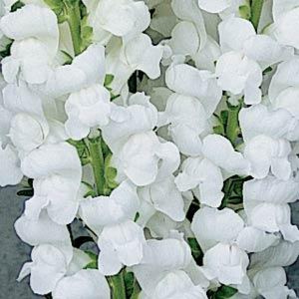 snapdragon_maryland_white.jpg