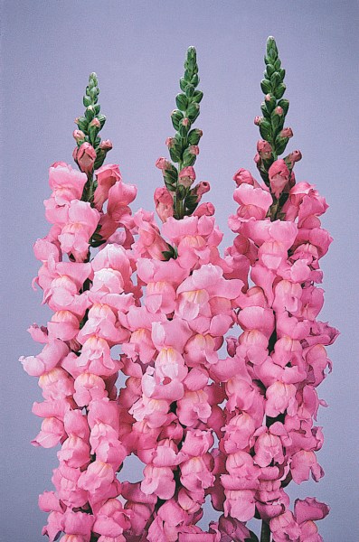 snapdragon_maryland_yosemite_pink.jpg