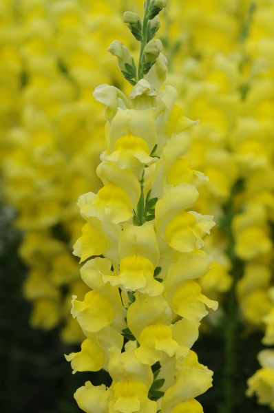 snapdragon_potomac_early_yellow.jpg