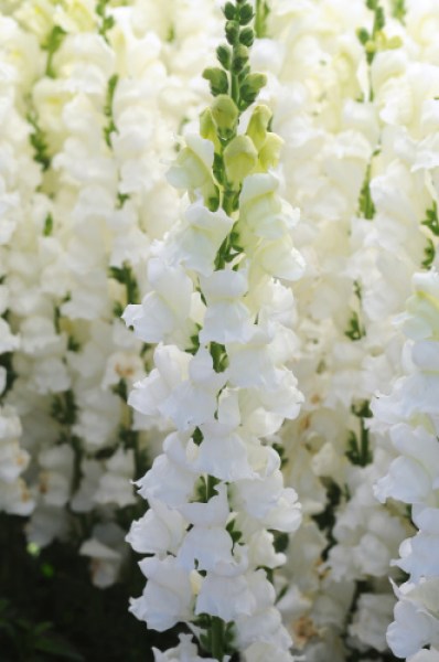 snapdragon_potomac_white_2.jpg