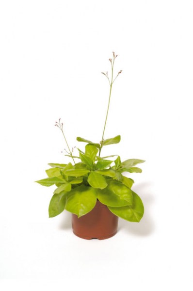 talinum_limon