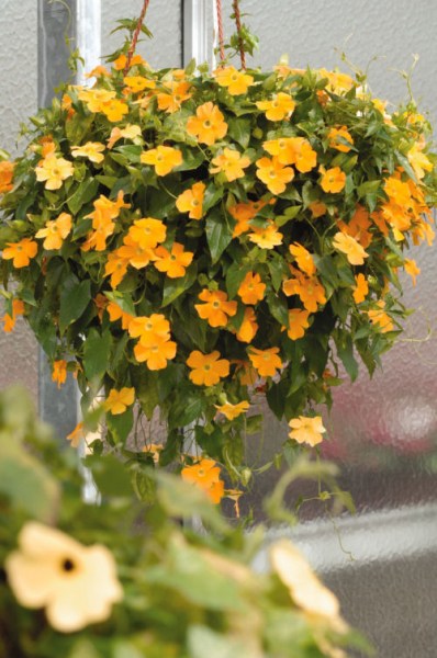 thunbergia_susie_clear_orange