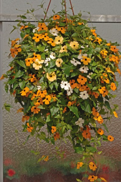 thunbergia_susie_mix