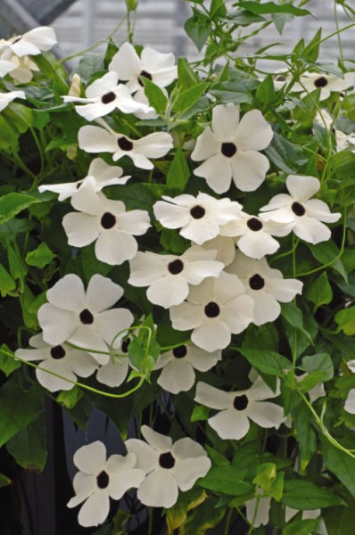 thunbergia_susie_white_with_eye