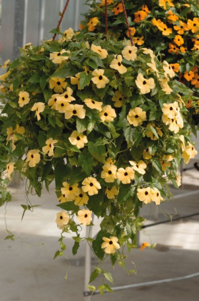 thunbergia_susie_yellow_with_eye