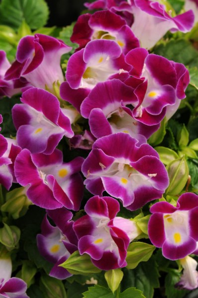 torenia_kauai_magenta