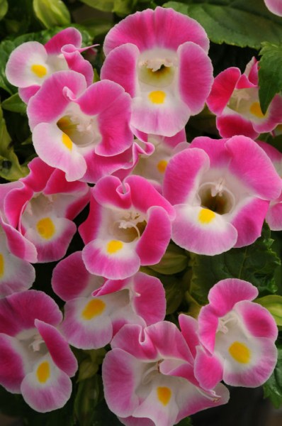 torenia_kauai_rose