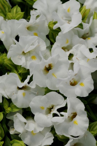 torenia_kauai_white