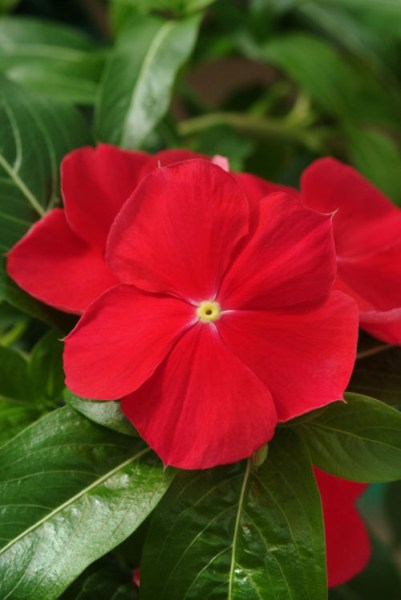 vinca_mediterranean_xp_red