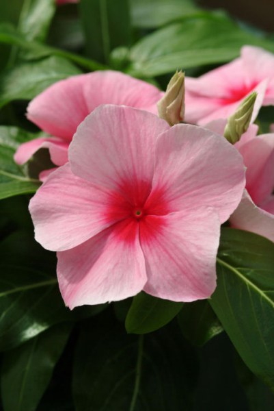 vinca_mediterranean_xp_strawberry