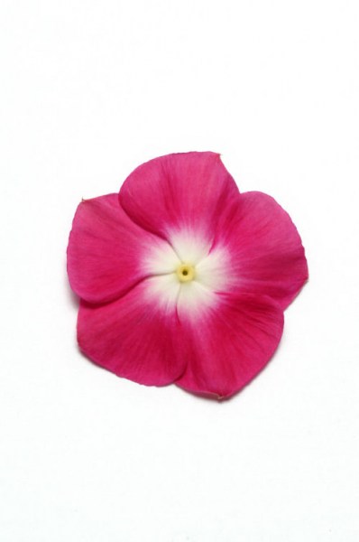 vinca_pacifica_xp_burgundy_halo