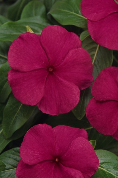 vinca_titan_burgundy