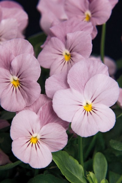 viola_sorbet_lilac_ice