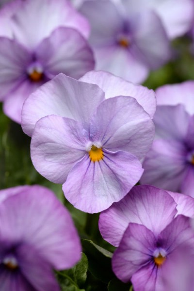viola_sorbet_xp_lavender_pink